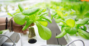 Sistem hidroponik apung noja bali hidroponik memungkinkan pelihara ikan dalam bak penuh air sudut yang menonjol adalah instalasi bunga matahari dari kerangka besi berwarna kuning cerah. Cara Menanam Hidroponik Pengertiannya Rapi Dan Mudah