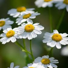 Image result for Tanacetum parthenium