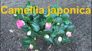 Camellia Japonica Kamelie Pflege Uberwintern Standort Giessen Dungen Schneiden Vermehren Kamlien Youtube