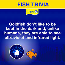 Florida maine shares a border only with new hamp. Fish Trivia Goldfish Don T Like To Be Kept In The Dark And Unlike Humans They Are Able To See Ultraviolet And Infrared Light Tetr Goldfish Fun Facts Fish