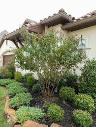 All crepe myrtles bloom on new wood and should be pruned in winter or early spring. Red Rocket Crape Myrtle Dallas Texas Treeland Nursery