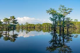 The Pearl Rush of Caddo Lake