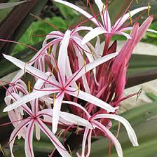 Image result for Crinum aurantiacum