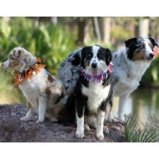 The mini australian shepherd is a teacup sized version of the popular aussie shepherd dog. Miniature Australian Shepherd Puppies For Sale From Reputable Dog Breeders