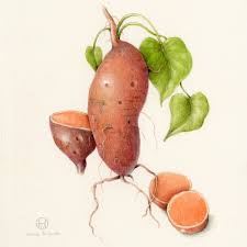 Fruits Vegetables Gallery Botanical Artist Illustrator Learn To Draw Art Books Art Supplies Workshops The drawing made easy series introduces budding artists to the fundamentals of pencil drawing. fruits vegetables gallery