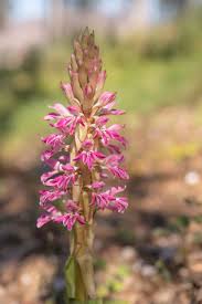 Image result for Satyrium