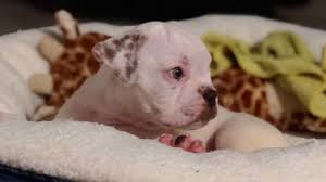 Advertise, sell, buy and rehome american bulldog dogs and puppies with pets4homes. Craigslist Ad Leads Thief To American Bulldog Puppy In Miami Dade