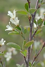 Image result for Amelanchier ovalis