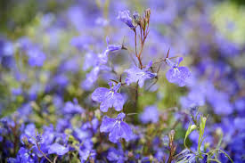 Image result for Lobelia uliginosa