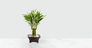 In order to be healthy, a lucky bamboo plant will need light, water, and nutrients in order to thrive. Lucky Bamboo How To Take Care Of This Lucky Plant How To Garden Advice