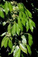 Image result for Leptonychia