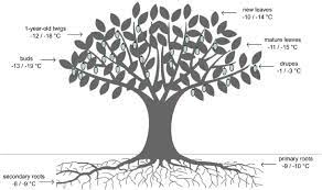 Freezing Temperatures Of Different Parts Of Olive Tree Download Scientific Diagram