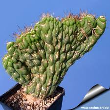 Precisely how ancient is a debate for anthropologists. Eulychnia Castanea Varispiralis Forma Cristata
