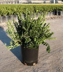 Image result for Euonymus