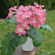Image result for Streptocarpus sp.nov. aff. S. grandis