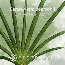 Image result for Sansevieria pearsonii