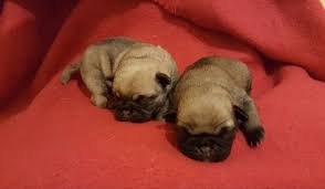Pug Puppy For Sale In Cleburne Tx Adn 24592 On Puppyfinder Com Gender Female Age Under 1 Week Old Pug Puppies For Sale Pug Puppies Puppies