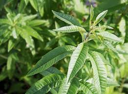 Image result for Aloysia