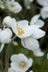Snowdrop Anemone Shade Garden Plants Plants Scent Garden