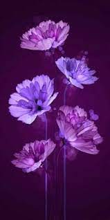 I Purple It Purple Flowers Purple Flowers Wallpaper Flower Background Wallpaper Flower Wallpaper