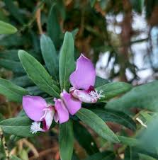 Image result for Polygalaceae