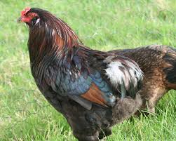 L'oeuf de poule varie tant en taille, en couleur qu'en goût. Araucana La Ferme De Beaumont Les Poules Demi Naines