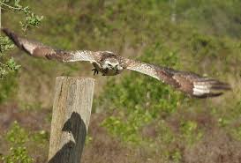 Zuidnederlandse zeilvliegvereniging de buizerd deltavliegen. Buizerd Heidehuisje