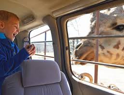 Aug 31, 2016 · lions and tigers and bears! Wild Animal Safari Suwanee Magazine