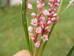 Image result for Persicaria barbata