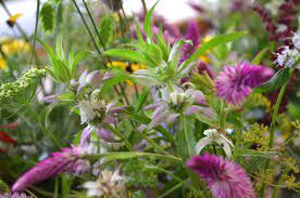 Pin On Native Floral Arrangements