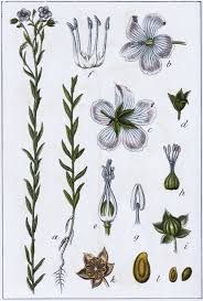 Image result for Linum usitatissimum