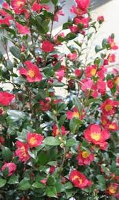 Sasanqua camellias ( camellia sasanqua ) have smaller, darker leaves along with smaller blossoms, and they bloom in the fall. Winter Camellia Sasanqua Camellia The Garden Website Com