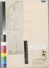 Image result for Eulophia seleensis