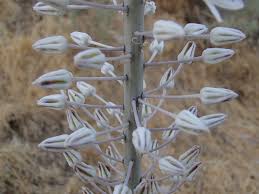 Image result for Drimia calcarata