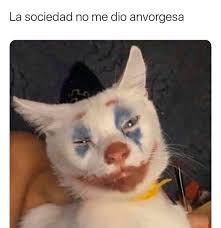 Joker Guason Jokercat Amborguesa Putasmileonmyface Meme Gato Gatos Bonitos Mascotas Memes