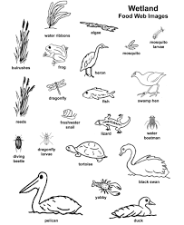 Check spelling or type a new query. Food Web Worksheet Answer Key Nidecmege