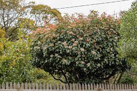 Check spelling or type a new query. Red Tip Photinia Plant Care Growing Guide
