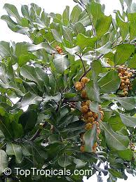 We did not find results for: Cupaniopsis Anacardioides Carrotwood Toptropicals Com