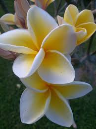 Plumeria Maui Plumeria Flowers Plants