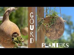 Pumpkin & gourd varieties pumpkin & gourd requirements how to grow pumpkins a giant halloween pumpkin harvesting pumpkins & gourds. Pin On For Fun