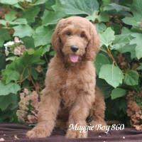 We are a small family breeder located on 10 acres in beautiful montrose, colorado, surrounded by the san juan mountains. Sunshine Acres Goldendoodle Puppies For Sale Goldendoodle Puppy Goldendoodle Puppies