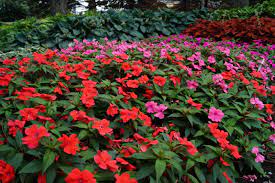 Maybe you would like to learn more about one of these? Impatiens Umn Extension
