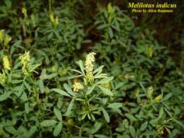 Image result for Melilotus indicus