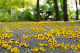 Check spelling or type a new query. Yellow Flower On Road Background Stock Photo Picture And Royalty Free Image Image 28076510