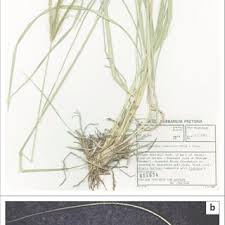 Image result for Decorsea schlechteri