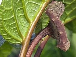 Image result for Dorstenia nyungwensis