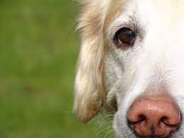 A weimaraner is one of the easiest breeds to. Golden Retriever Snow Nose What Causes It First Time Dog Mom