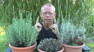 Wann schneidet man den lavendel? Lavendula Schneiden Im August Lavendel Ruckschnitt Youtube