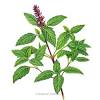 Thai basil is a type of sweet basil native to southeast asia that has been cultivated to provide distinctive traits. 1
