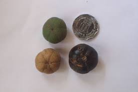 Image result for Shirakiopsis